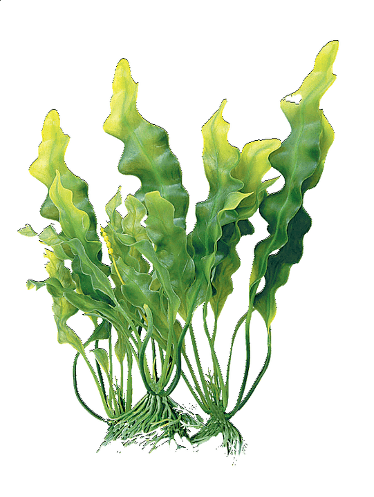 komplex algák a krémben